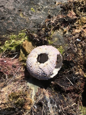 A dead urchin :'(